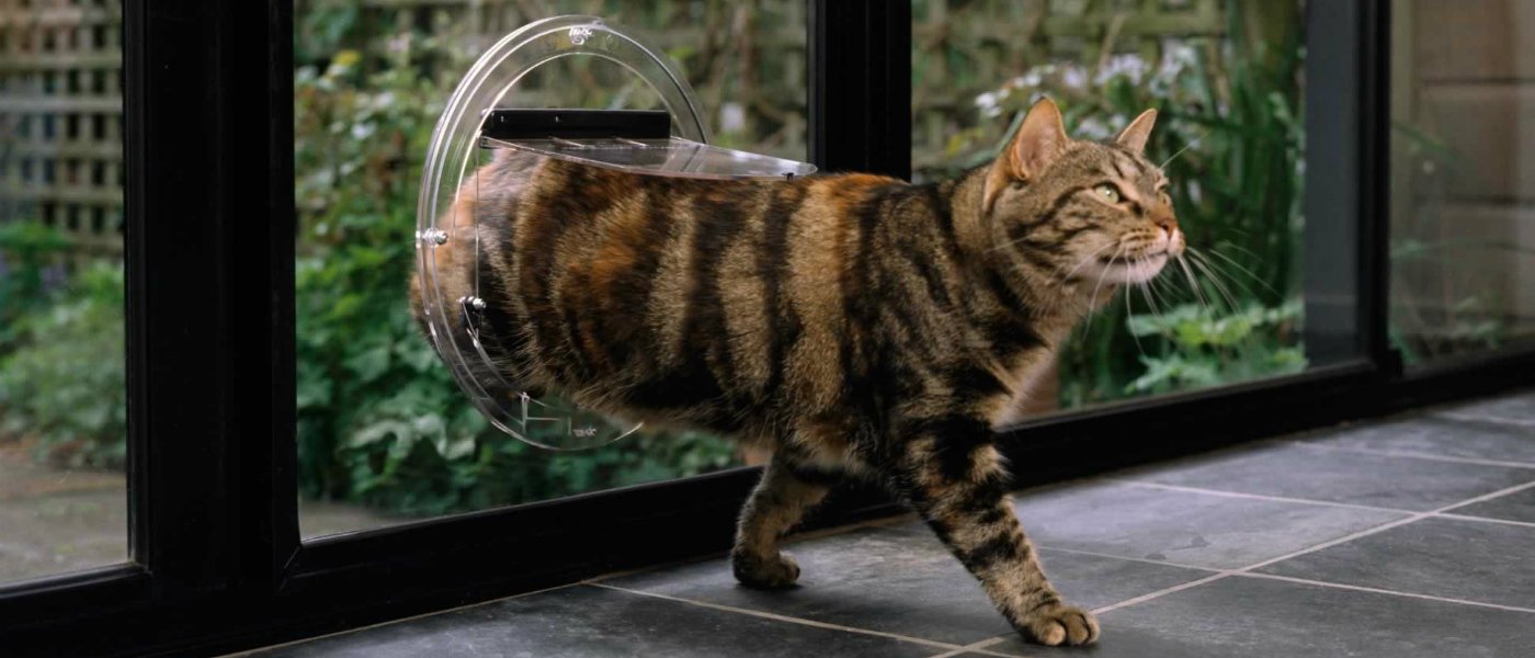 Kattenluik in Glas